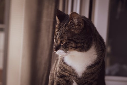 有关动物, 可爱, 可爱的的免费素材图片