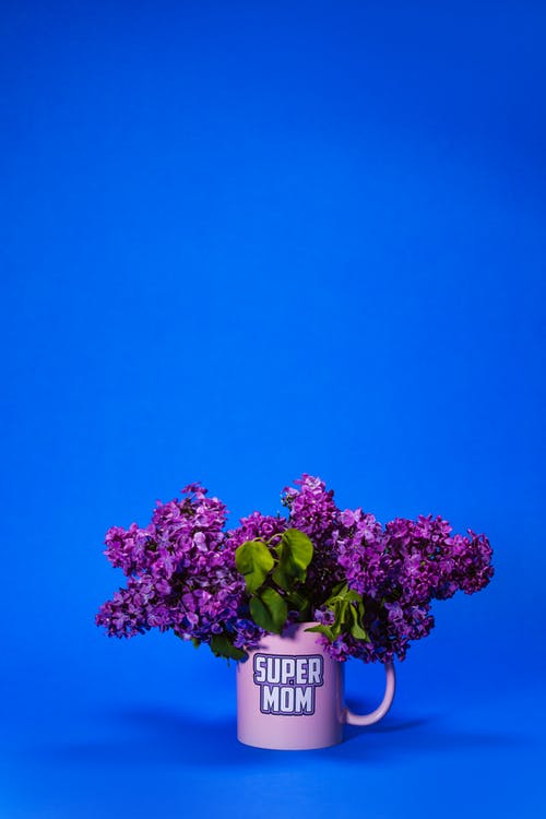 紫色的小花，在白色的陶瓷锅 · 免费素材图片