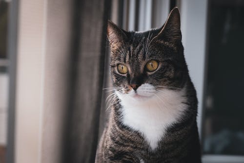 有关动物, 可爱, 可爱的的免费素材图片