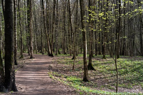 有关天性, 小径, 户外的免费素材图片
