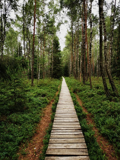 有关垂直拍摄, 天性, 小径的免费素材图片