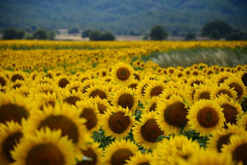 有关向日葵, 天性, 户外的免费素材图片