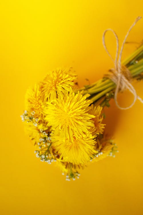 有关垂直拍摄, 植物群, 花的免费素材图片