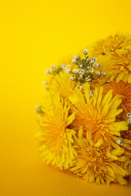 有关垂直拍摄, 植物群, 特写镜头的免费素材图片