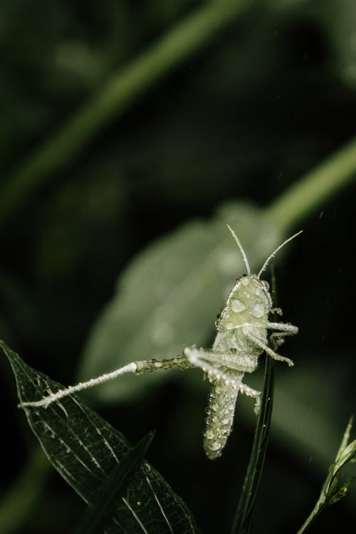 有关caelifera, 动物, 半透明的免费素材图片