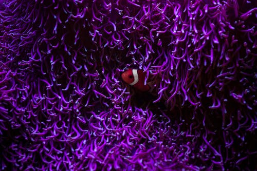 有关充满活力, 光, 动物的免费素材图片