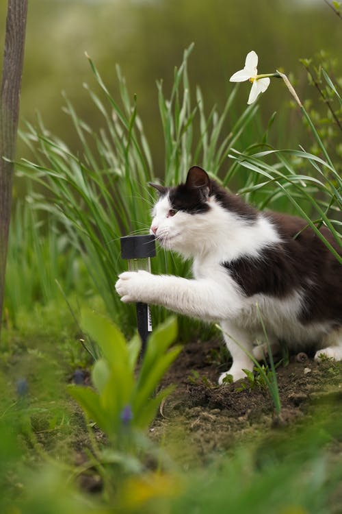有关动物, 动物摄影, 哺乳动物的免费素材图片
