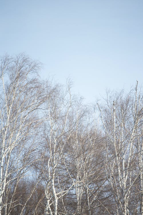 有关冬季, 叶儿, 垂直拍摄的免费素材图片