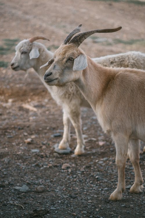 有关冷静, 凝视, 动物学的免费素材图片