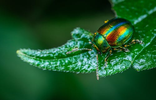 有关彩虹, 微距摄影, 昆虫的免费素材图片