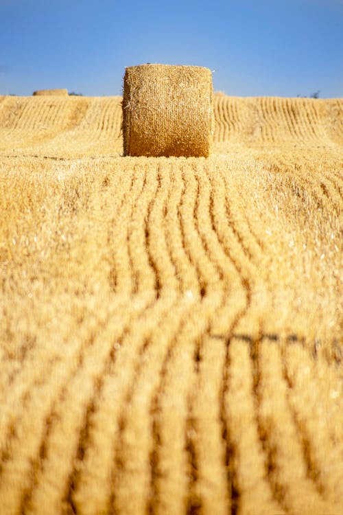 有关乾草, 地面射击, 波纹图案的免费素材图片