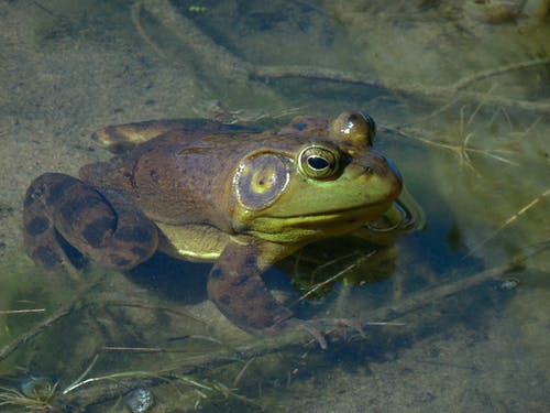 有关两栖动物, 分支机构, 动物摄影的免费素材图片