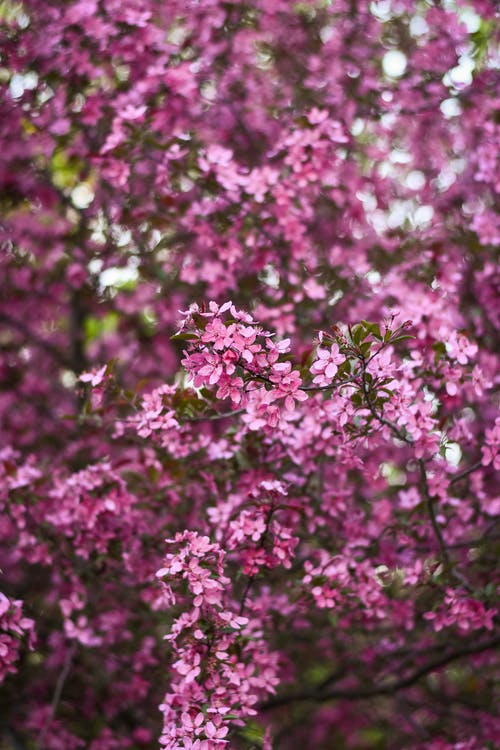 有关垂直拍摄, 增长, 植物群的免费素材图片