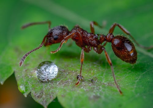 有关微距攝影, 葉子, 螞蟻的免费素材图片