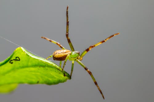 有关动物, 宏观, 昆虫的免费素材图片