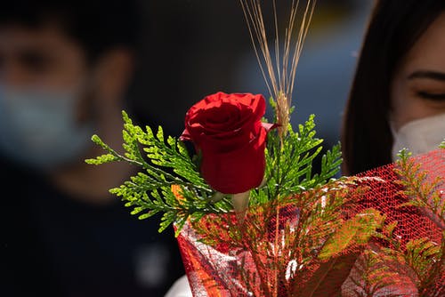 有关微妙, 植物群, 树叶的免费素材图片