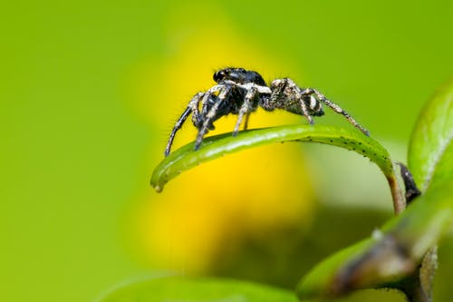 有关天性, 微距拍摄, 户外的免费素材图片