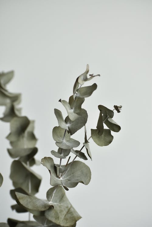 有关垂直拍摄, 尤加利树, 微距摄影的免费素材图片