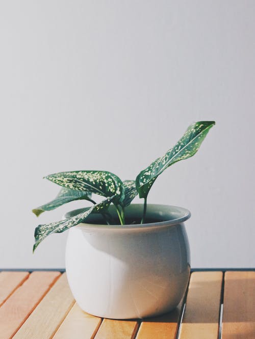 有关垂直拍摄, 室内植物, 工厂的免费素材图片