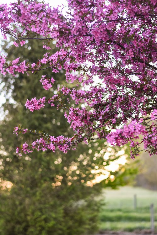 有关垂直拍摄, 增长, 植物群的免费素材图片