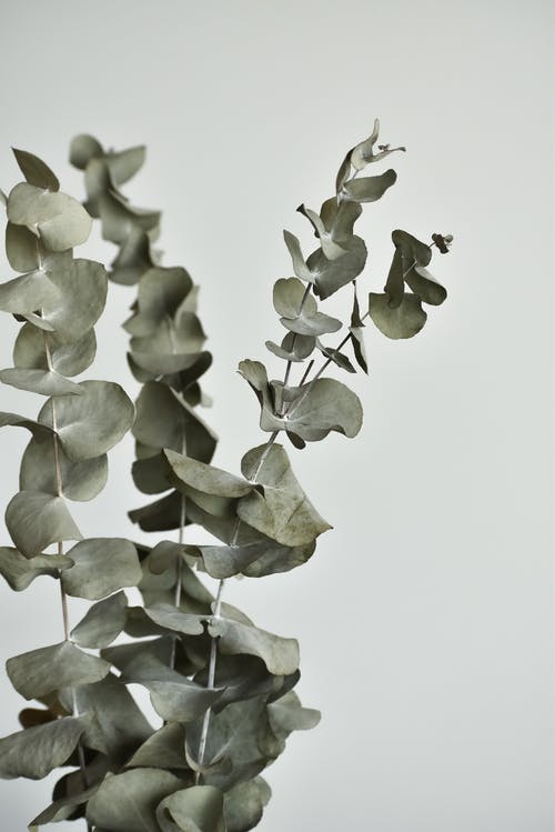 有关垂直拍摄, 尤加利树, 微距摄影的免费素材图片