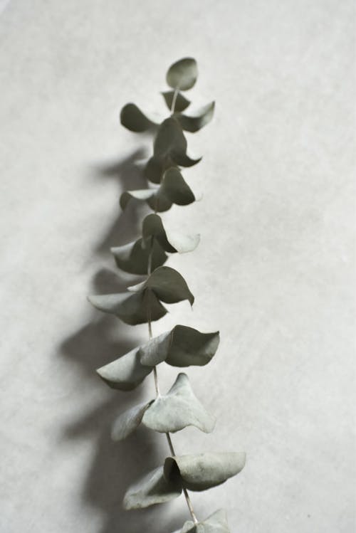 有关垂直拍摄, 干, 微距摄影的免费素材图片