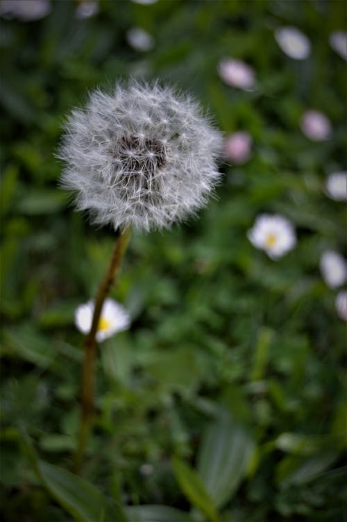 有关垂直拍摄, 增长, 天性的免费素材图片