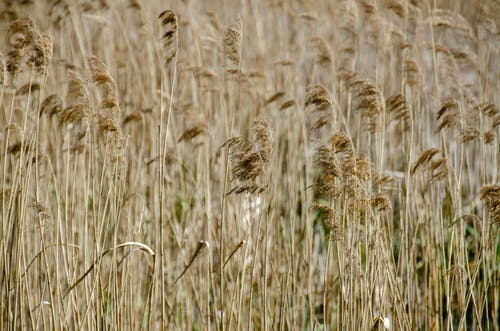 有关大麥, 小麥, 田的免费素材图片