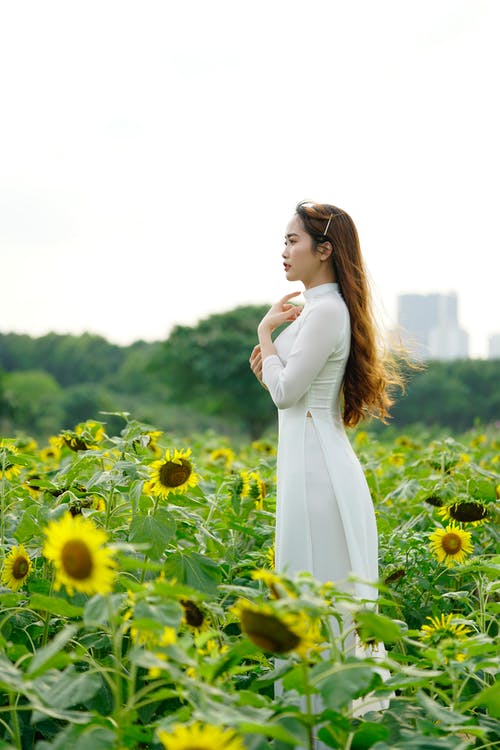 有关侧面图, 分公司, 向日葵的免费素材图片