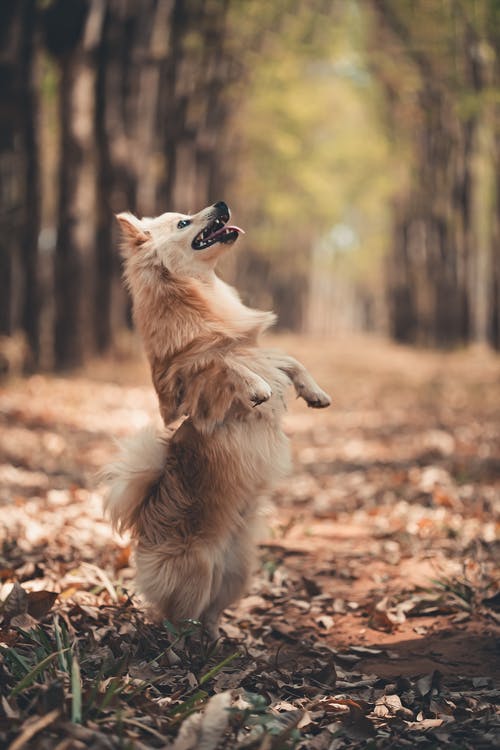 有关动物, 可爱, 哺乳动物的免费素材图片