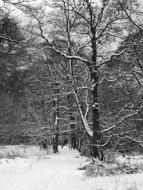 有关冷, 分支機構, 垂直拍摄的免费素材图片