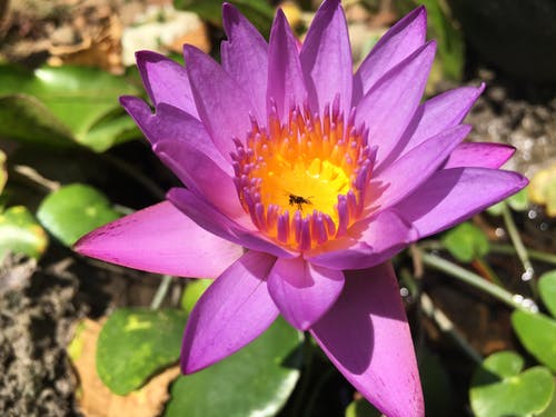 有关manel花, nymphaea nouchali, 植物群的免费素材图片
