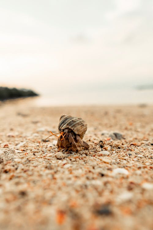 有关动物, 动物摄影, 寄居蟹的免费素材图片