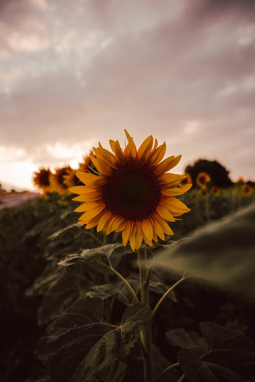 有关垂直拍摄, 增長, 微妙的免费素材图片
