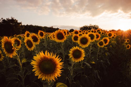 有关向日葵, 壁纸, 植物群的免费素材图片