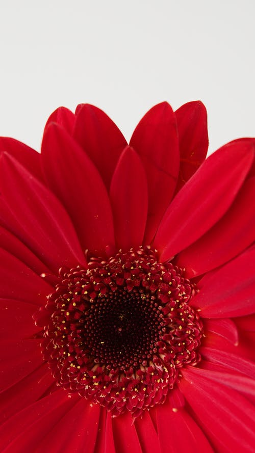 有关垂直拍摄, 特写, 红花的免费素材图片