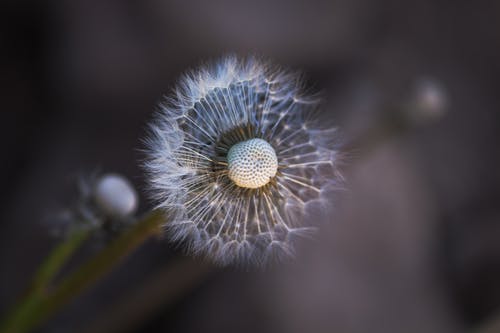 有关增长, 天性, 微妙的免费素材图片