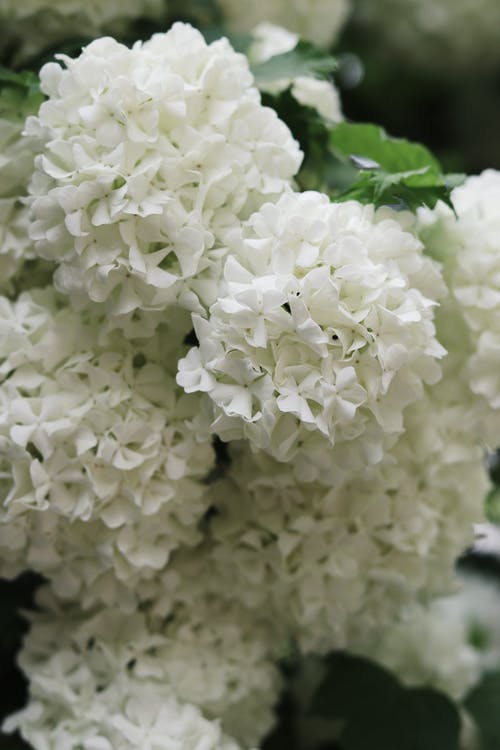 有关一串, 不变, 公园的免费素材图片