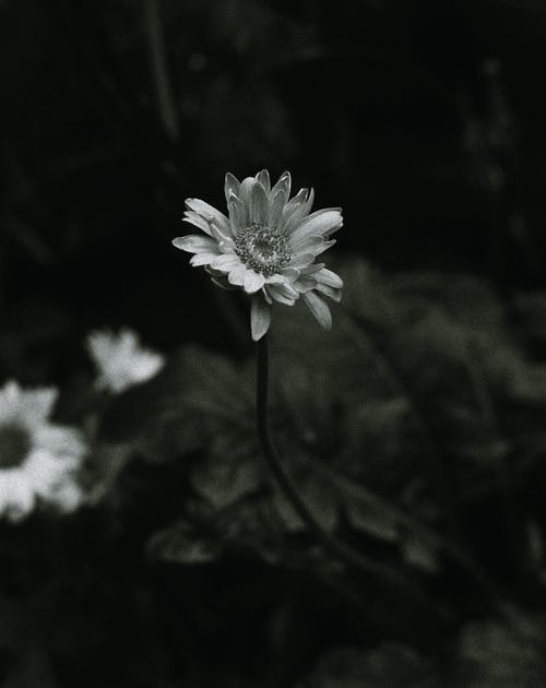 有关bw, 公园, 分公司的免费素材图片