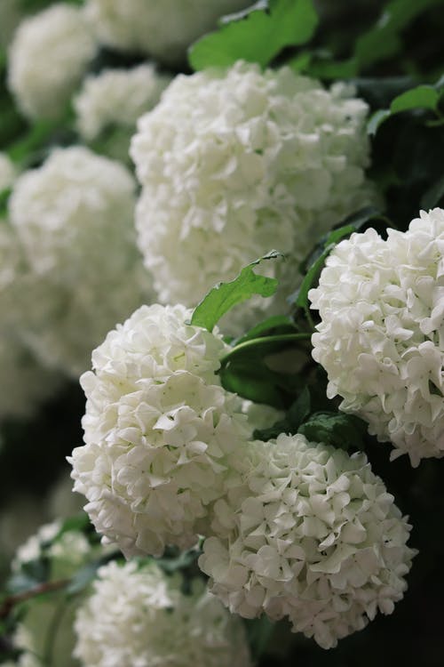 有关一串, 不变, 公园的免费素材图片