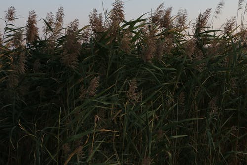 有关全画幅, 和平的, 和谐的免费素材图片