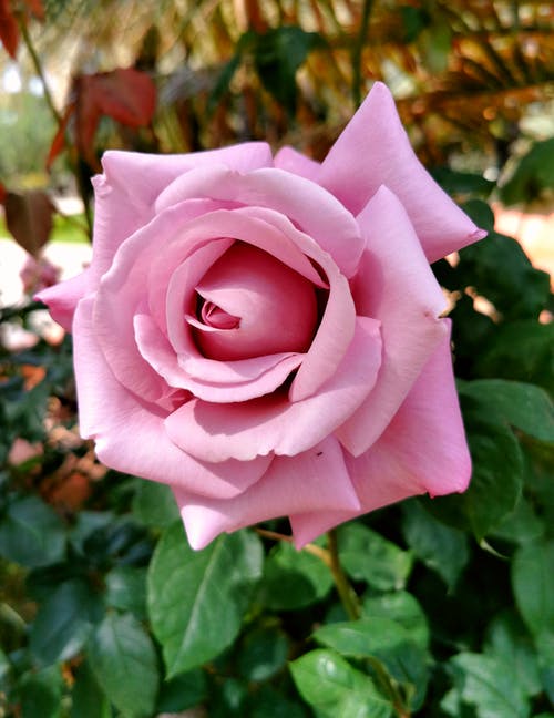 有关垂直拍摄, 植物群, 粉红色的玫瑰的免费素材图片