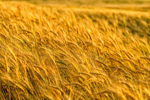 有关大麦, 小麦, 田的免费素材图片