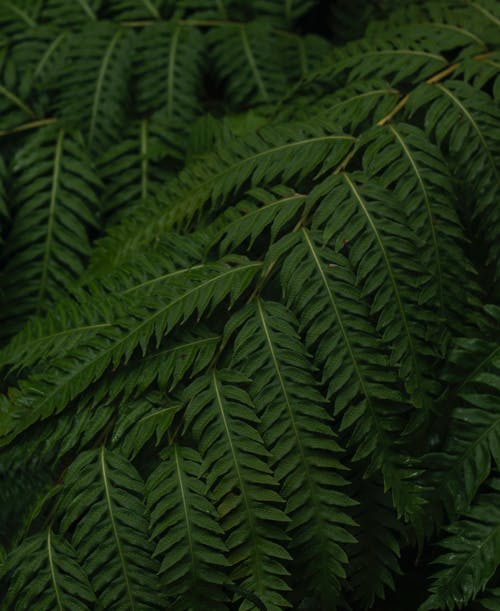 有关Copyspace, 全画幅, 分公司的免费素材图片