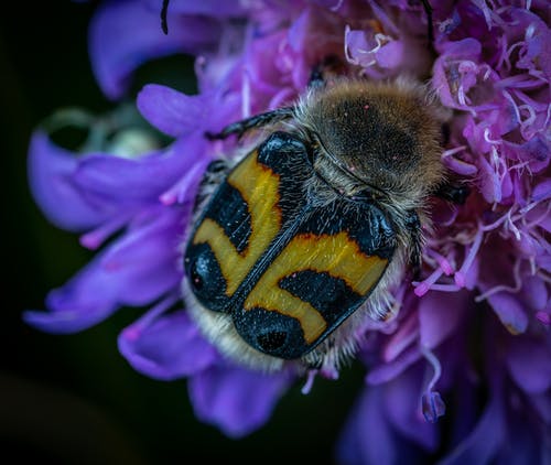 有关垂直拍摄, 天性, 宏觀的免费素材图片