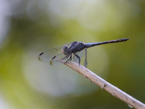 有关动物, 昆虫, 昆虫学的免费素材图片