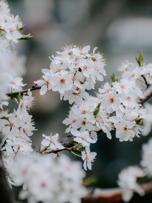 有关垂直拍摄, 天性, 景深的免费素材图片