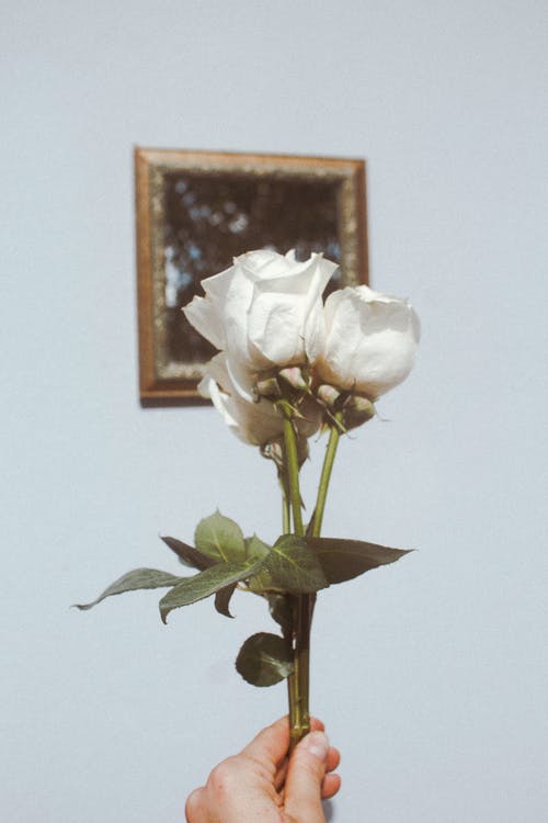 有关植物群, 白玫瑰, 绽放的免费素材图片