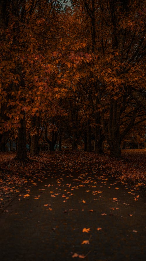 有关下落, 垂直拍摄, 季节的免费素材图片