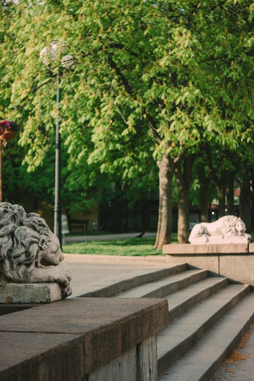 有关垂直拍摄, 户外, 树木的免费素材图片